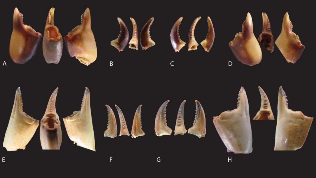 Grouping of crab claws against a black background showing different species and what they look like from the sides.