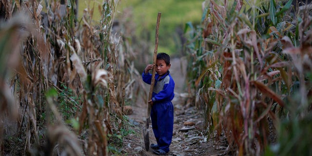 FILE: A North Korean boy holds a spade in a corn field in area damaged by floods and typhoons in the Soksa-Ri collective farm in the South Hwanghae province. 
