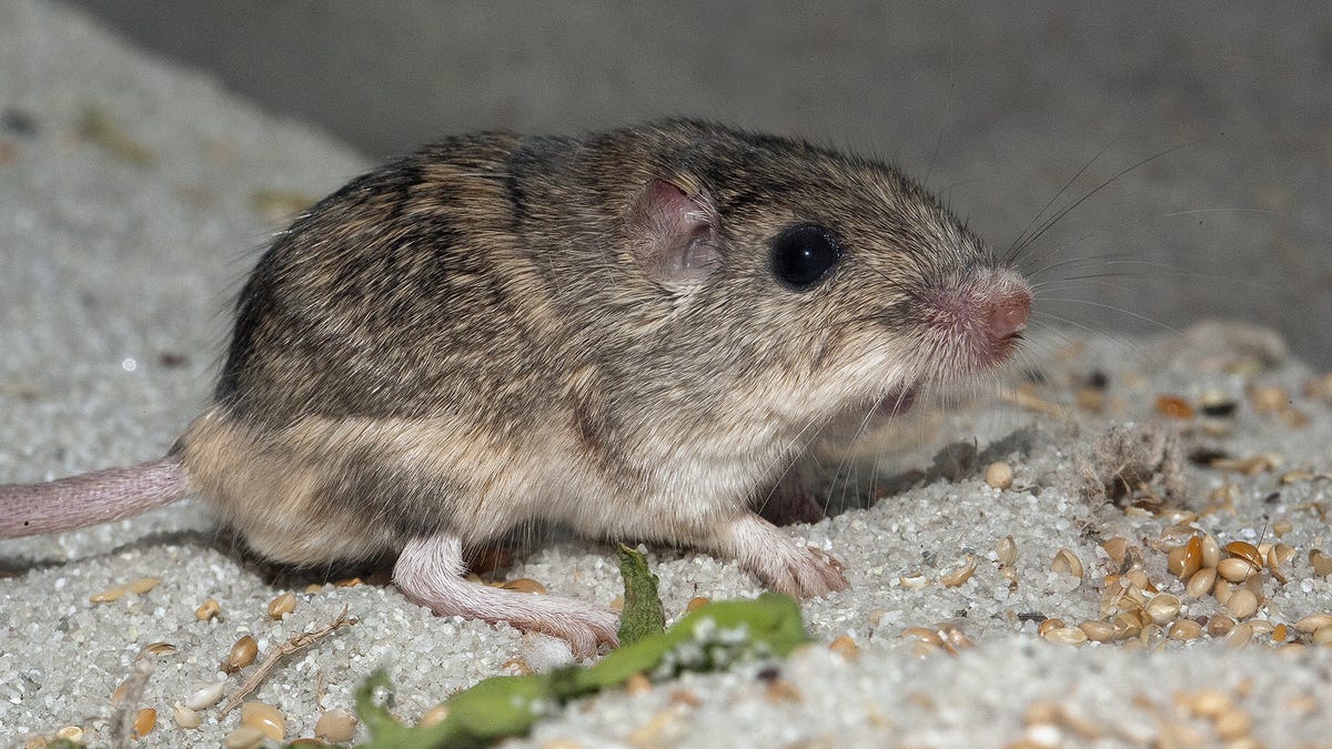 Adorable small mouse with mottled brown and beige fur, black orb eye and pink nose named Patrick Stewart.