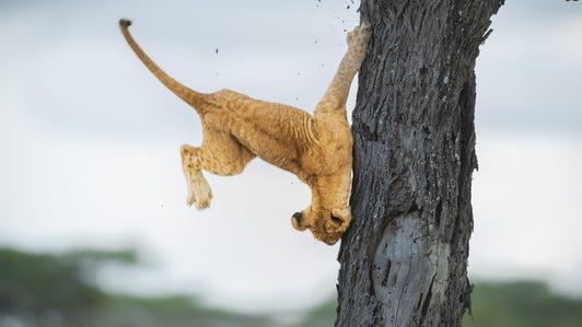 A lion cub twists around in the air, scraping its paw along a tree trunk.
