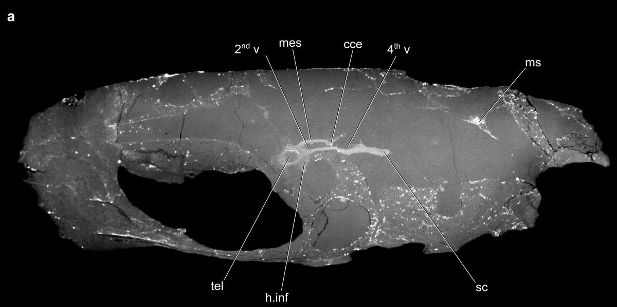 Black and white CT scan of  Coccocephalus wildi skull shows interior with small brain and nerves inside.