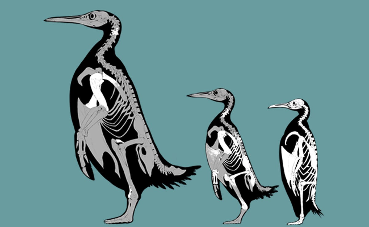 Against a dull teal background, three skeletal diagrams of penguins can be see. From left to right, they descend in size.