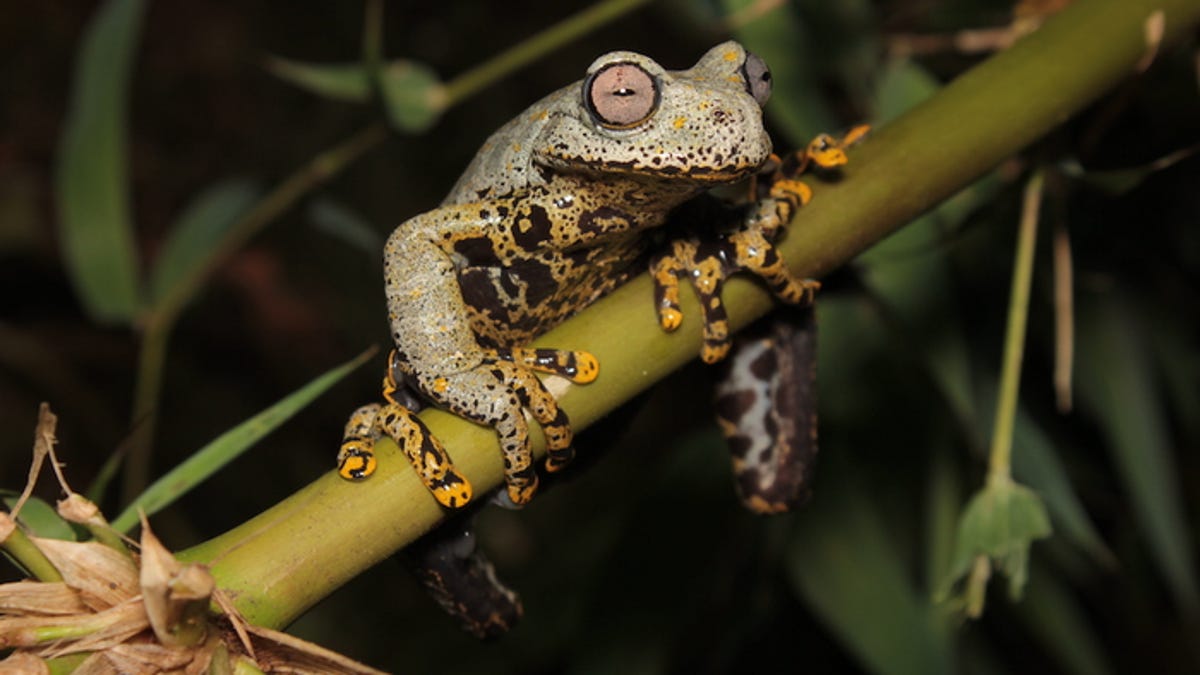 The team's discovered frog clings to a branch with its golden yellow feet.