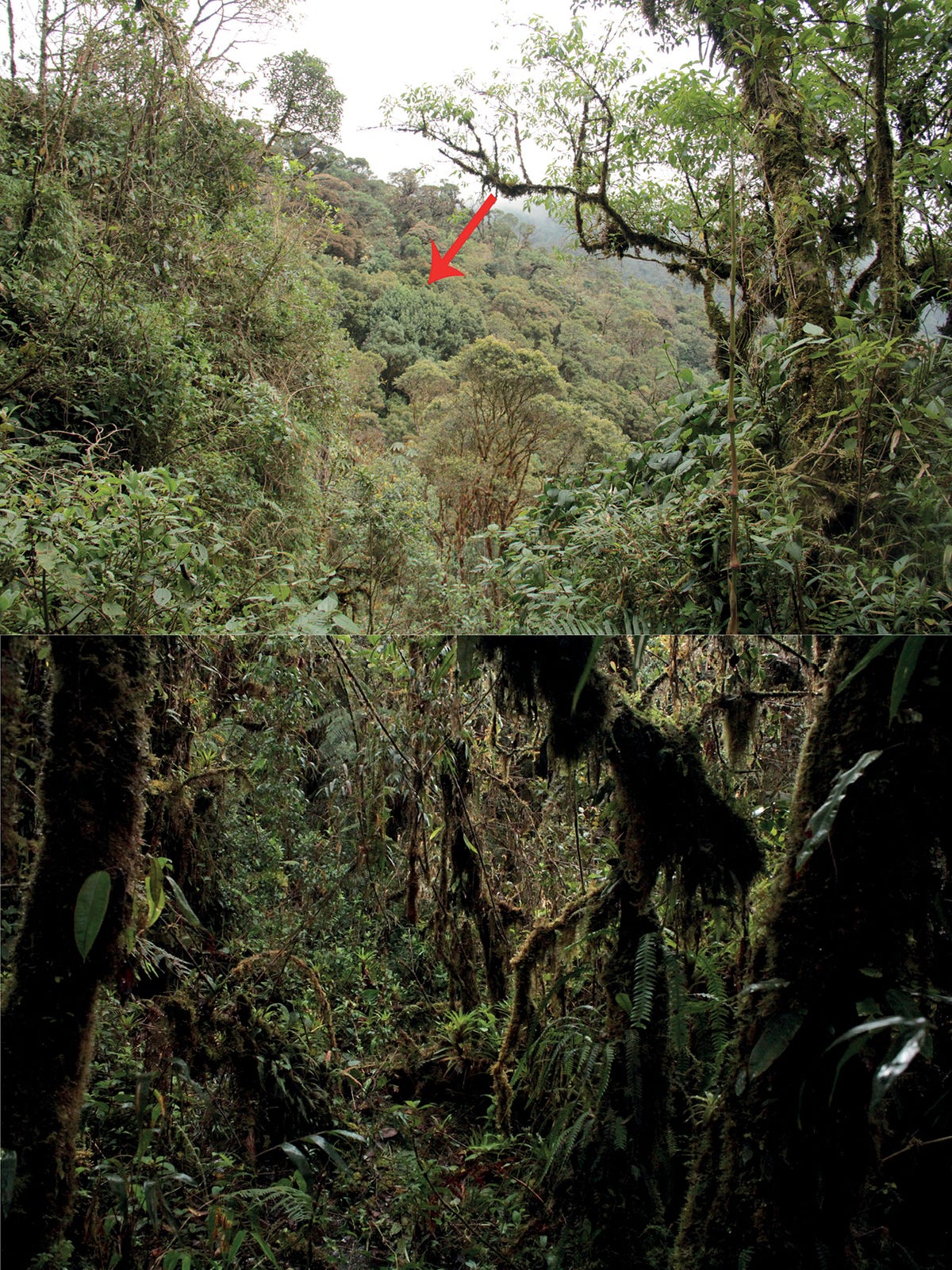 An image on top shows a zoomed-out view of the park, an arrow indicating where the team found the frog. On the bottom is the inside of the forest where the frog hangs out.