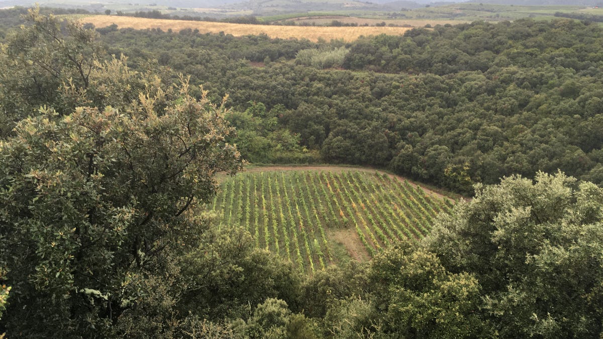 Scenic view from above of a broad area with grape vines growing in it and green trees surrounding it on all side.