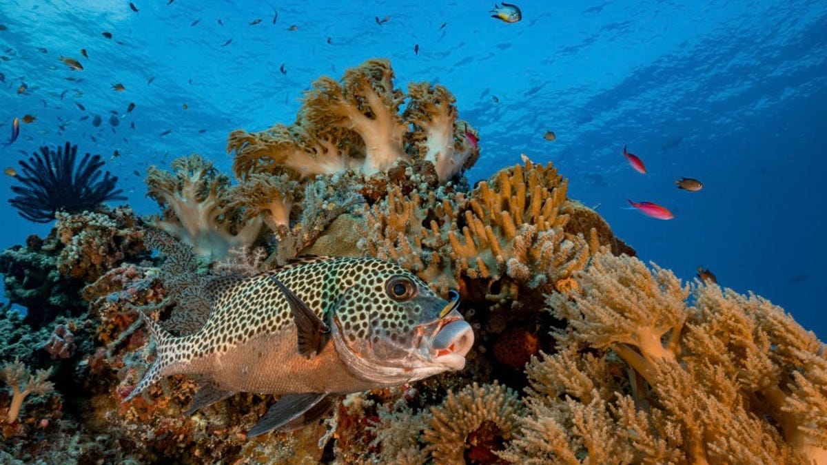 A cleaner fish swims in front of a reef in the Philippines in deep blue water