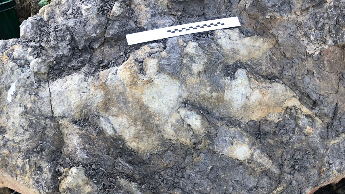 Large fossilized dinosaur footprint etched into gray rock with a measurement helping to show it's nearly a meter long. There are three toes.