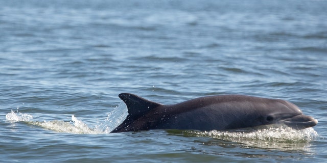 A common bottlenose dolphin surfaces in the Potomac River near Reedville, Virginia, on Sept. 25, 2019.