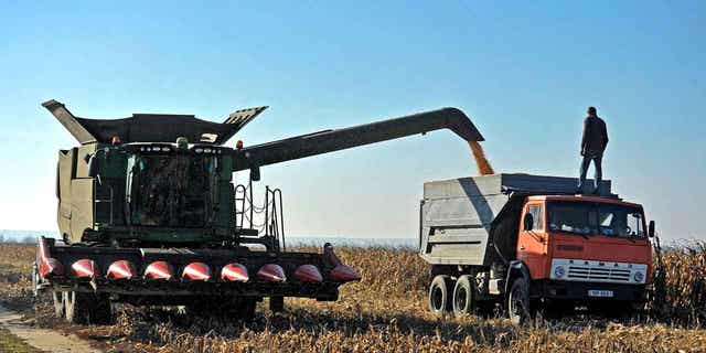 Corn is harvested at a farm in Vinnytsia, Ukraine. Small-farms across Ukraine are eligible to be funded through the United Nations' International Fund for Agricultural Development.
