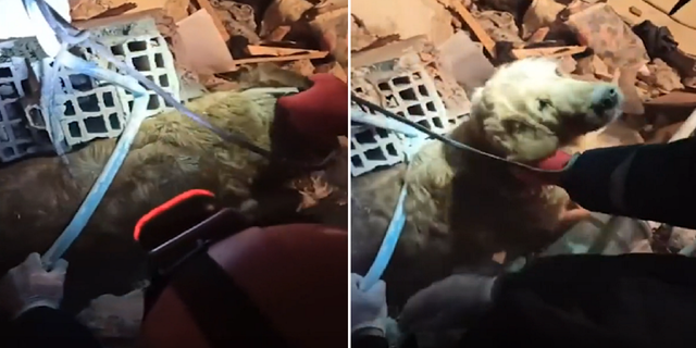 A dog was found alive Saturday night underneath rubble in the Hatay province of Turkey.