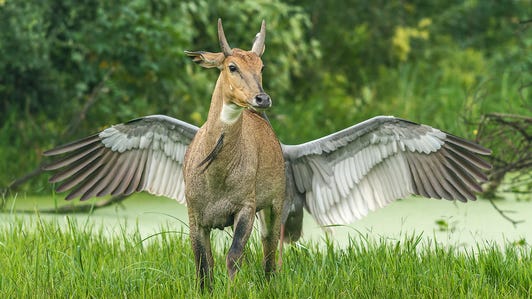 Crane spreads its wings behind a bull, making it look like the bull is a mythical Pegasus.