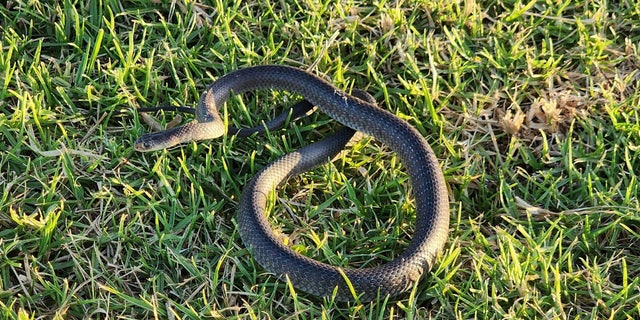 The Wild Conservation found a 2-foot Eastern Brown Snake still with juvenile banding in Sydney, Australia.