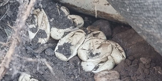 Wild Conservation officials responded and started to dig in the resident's yard where the found more than 100 hatched Eastern Brown Snake eggs. 