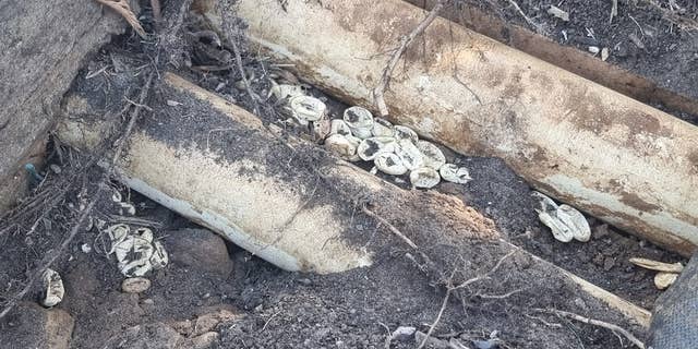 Wild Conservation found snake eggs between buried pipes and under weed mat in the family's yard in Sydney, Australia.