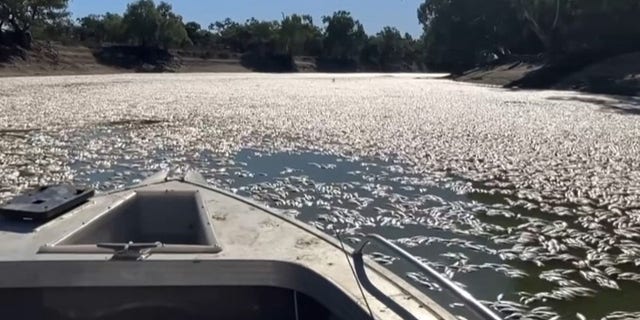 Millions of dead fish have clogged a river near a small Australian town. 