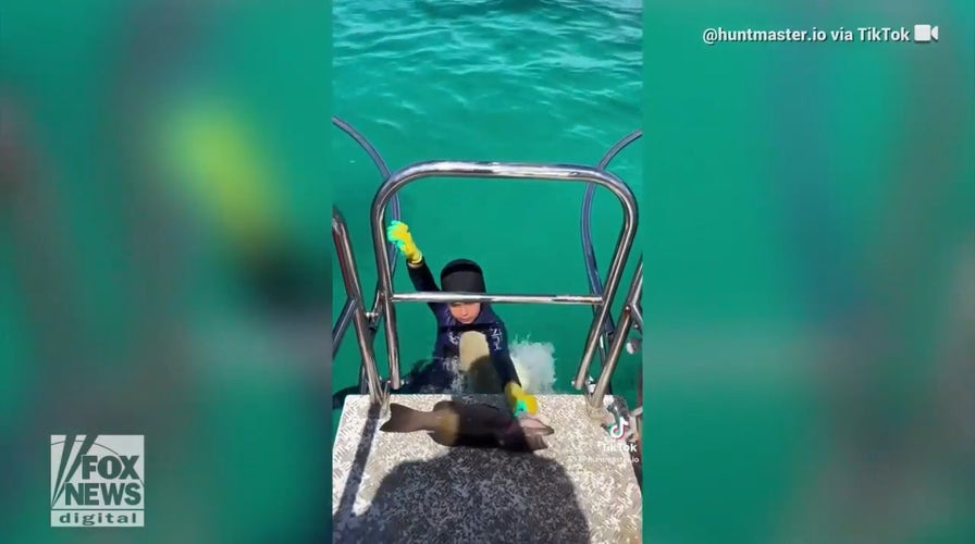Young boy bitten by shark amid spearfishing trip with dad
