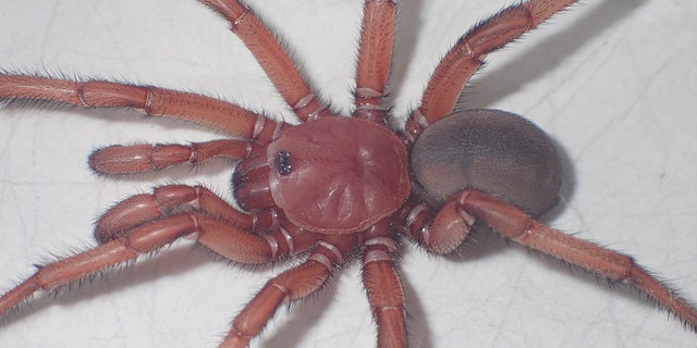<i>Euoplos dignitas</i> is a large trapdoor spider that lives in open woodland habitats and builds its burrows in the black soils of the Central Queensland region in Australia.