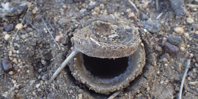 <i>Euoplos dignitas </i>burrow underground in the black soil in Central Queensland, Australia.