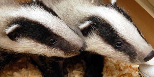 Two badger cubs are seen in the Szeged Game Park in Szeged, south of Budapest, Hungary, on April 12, 2006.