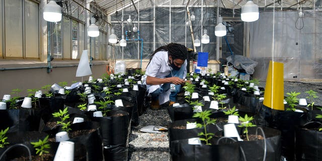 Agronomist Engineer Sergio Rocha, 36, works inside a cannabis greenhouse in Brazil, on Aug. 18, 2021. 