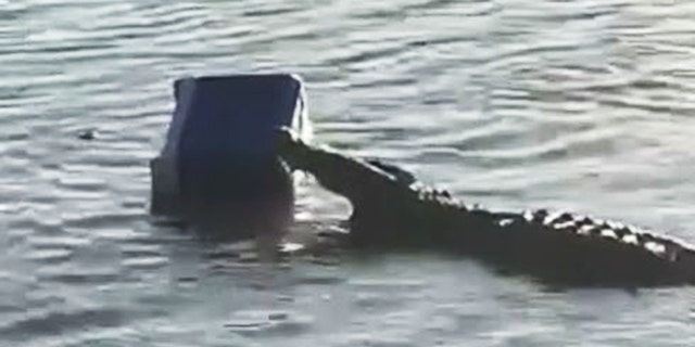 Crocodile thief swims away with cooler in South Africa.