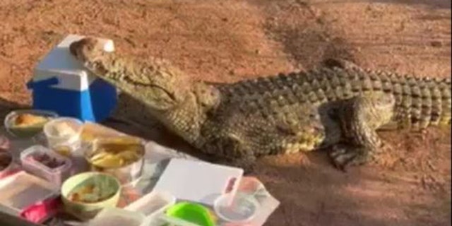 A curious crocodile snuck up on a picnic in South Africa before taking off with a cooler full of beer.