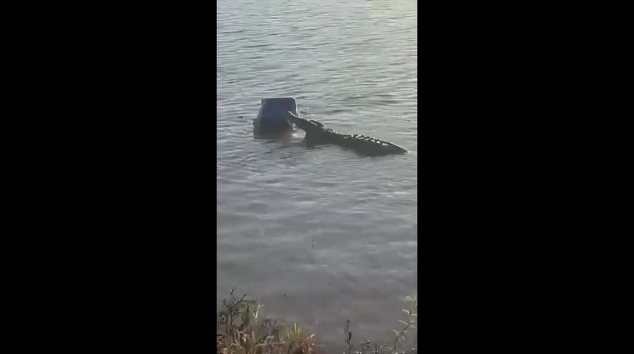 Crocodile crashes picnic, steals cooler full of alcohol in South Africa