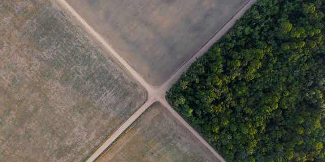 A section of the Amazon rainforest stands next to soy fields in Belterra, Brazil, on Nov. 30, 2019. A summit on how to protect the world's largest forests is underway in Gabon.