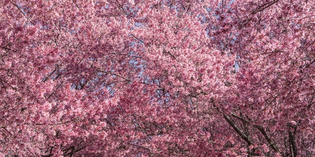 Cherry trees blossoming at the Congressional Cemetery during unseasonably warm weather in Washington, D.C., on Feb. 23, 2023.