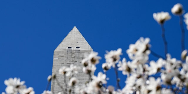 Cherry trees in bloom on Feb. 23, 2023, in Washington, D.C.