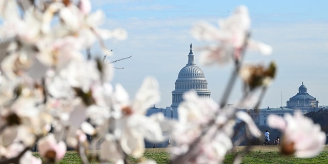 Peak bloom for the Washington, D.C., cherry trees is expected to be March 22 to 25, according to the National Park Service.