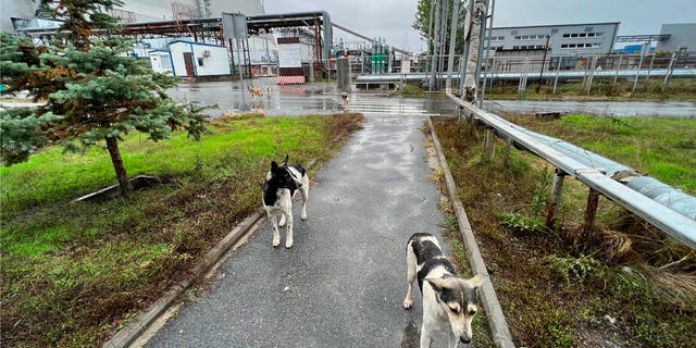 The survival of wild dogs near the Chernobyl disaster site in Ukraine may give researchers insight into what humans may be able to do in similar situations.