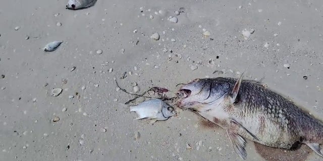 Footage shared on social media shows dead creatures on Fort Myers Beach. 