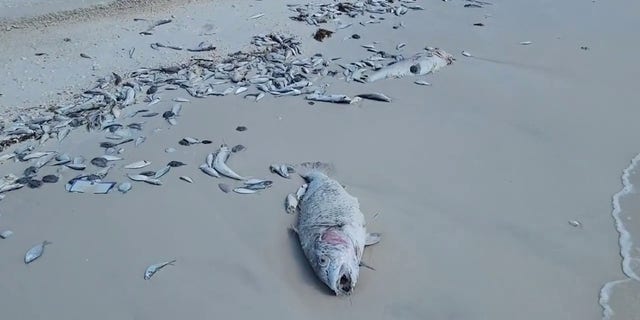 Fish kills suspected to be related to red tide have been reported in southwest Florida in recent weeks, according to the Florida Fish and Wildlife Conservation Commission.