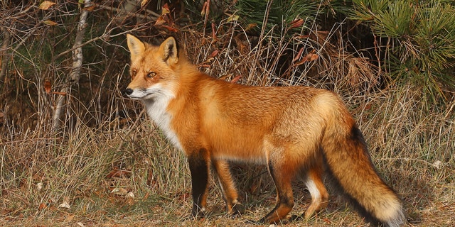Police say the group of men lured the foxes out of their den with fire. 
