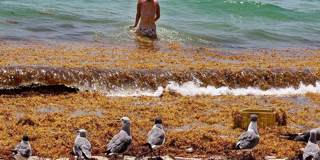 Monica Madrigal finds her way to the ocean through a thick raft of Sargassum seaweed that washed up on the seashore by the 71st Street area in Miami Beach in 2020.