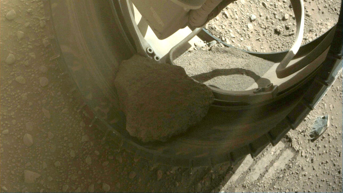 View of a largish, rough Mars rock sitting inside the wheel of the Perseverance rover. The other side of the wheel has a collection of sand or dust.