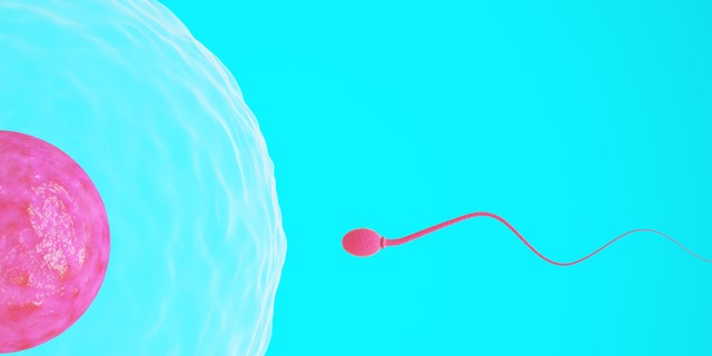 High-quality 3d image of a single sperm swimming towards an egg.