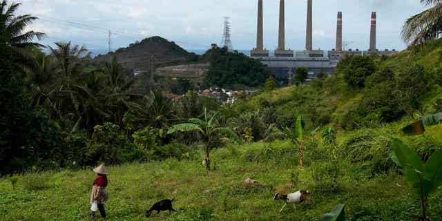 A woman leads her goats as Suralaya coal power plant looms in the background in Cilegon, Indonesia, on Jan. 8, 2023. The United Nations head called for scientists to come up with "cold, hard facts" that will push governments into taking policies that curb climate change before a global warming threshold is passed. 
