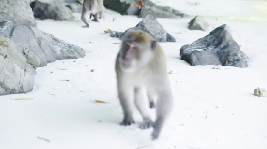 WARNING: GRAPHIC CONTENT: Father defends his children as monkeys lunge at family