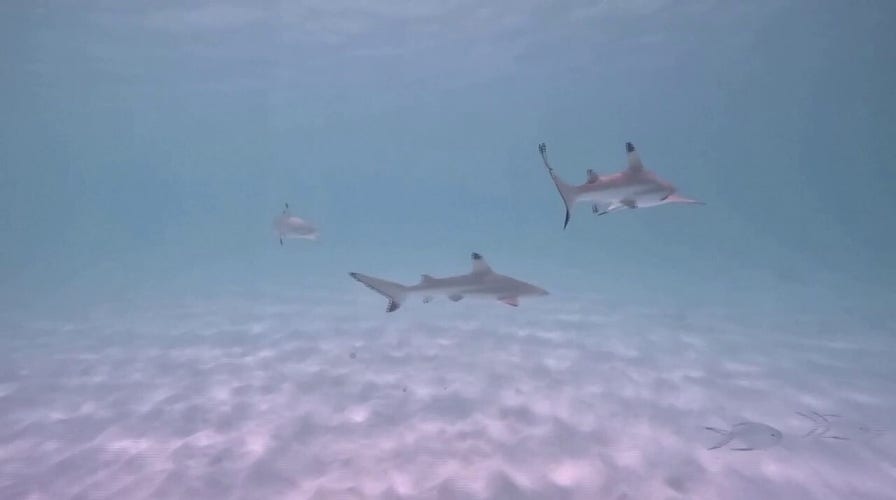 Sharks and tourists compete for space on popular destination beach