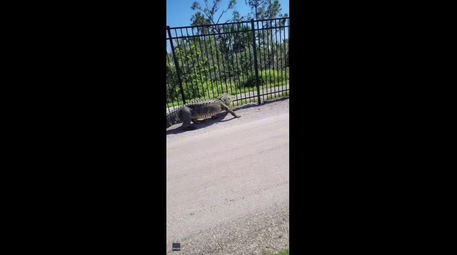 Large alligator gets stuck in metal fence in Florida