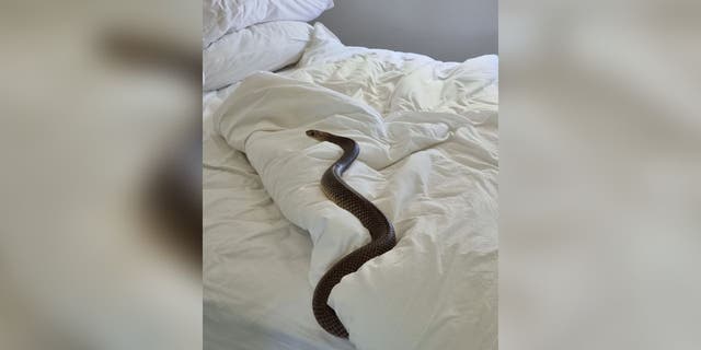 An Eastern Brown Snake was found in Australian woman's bed in Maroon.