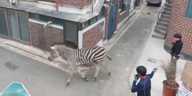 The zebra Sero is seen running around Seoul, South Korea on Thursday.