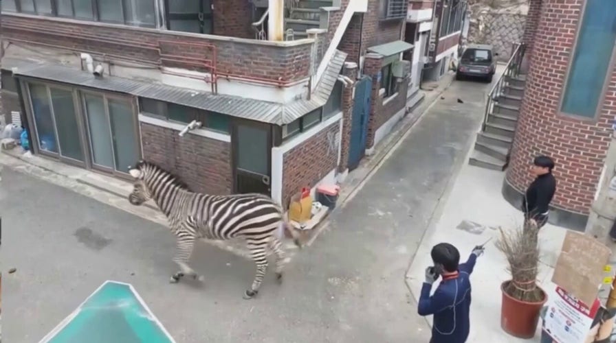 Zebra on the loose in Seoul sparks frantic chase