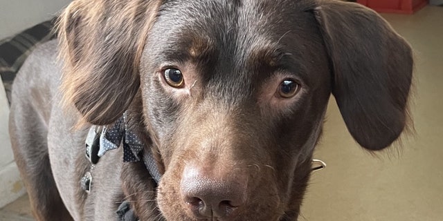 Coco, a 2-year-old Labrador mix, was brought to Woodside Animal Rescue Trust in Plympton, England, after his owner died.