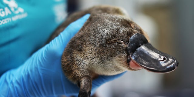 A platypus receives a health check at Taronga Zoo June 9, 2021, in Sydney, Australia.