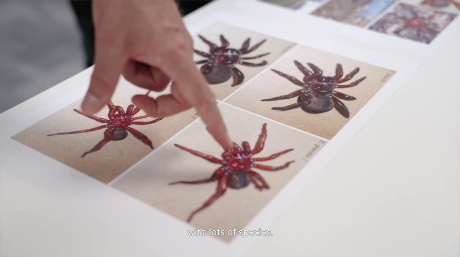 New 'giant' spider found in Australia