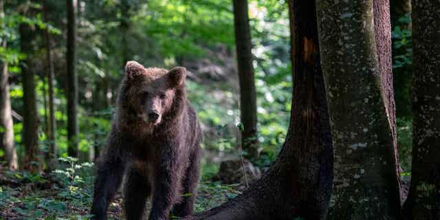 Bear in Slovenia