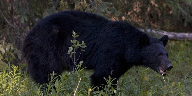 black bear foraging